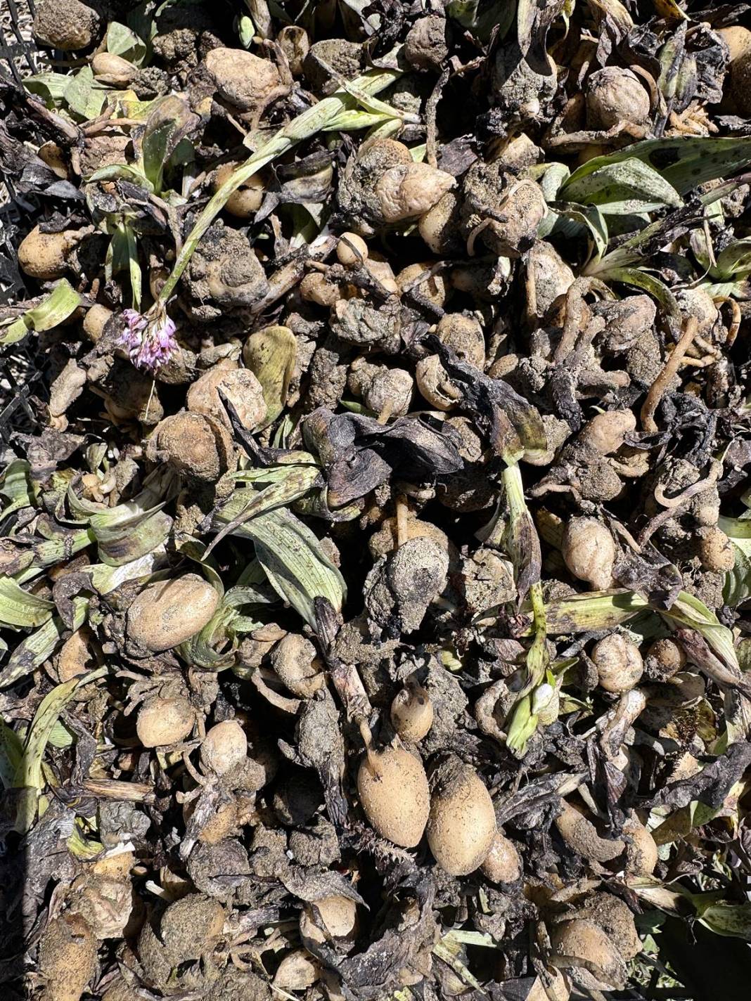 O kentte özel izinle üretiliyor: Tanesi 700 TL! Hasat başladı, üreticinin yüzü gülüyor 3